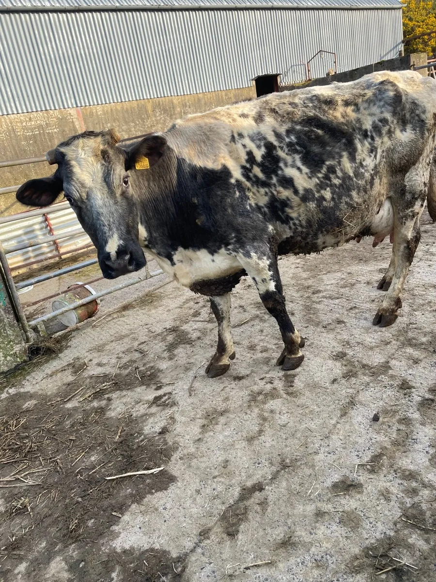 Foster cow - Image 1