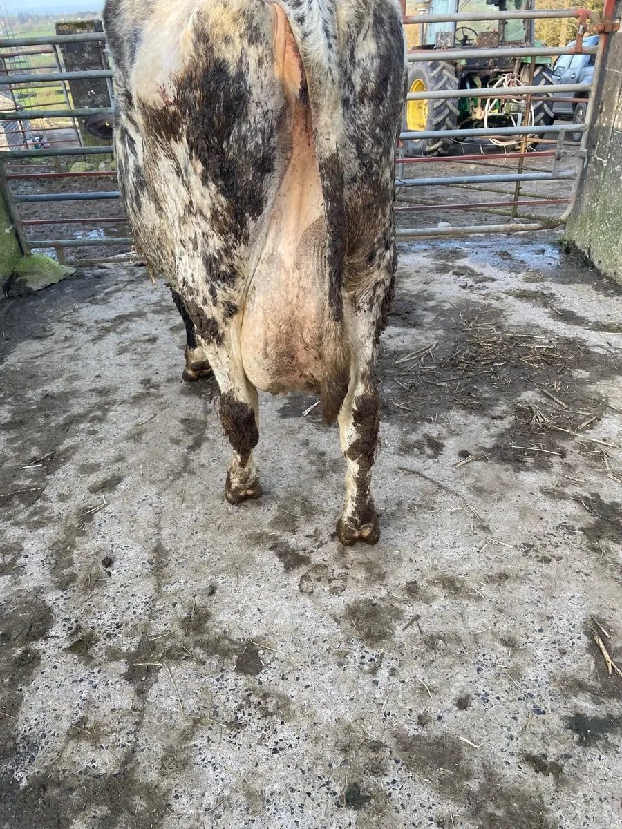 Foster cow - Image 2