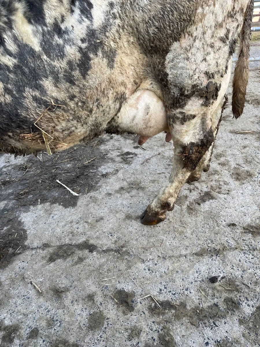 Foster cow - Image 3