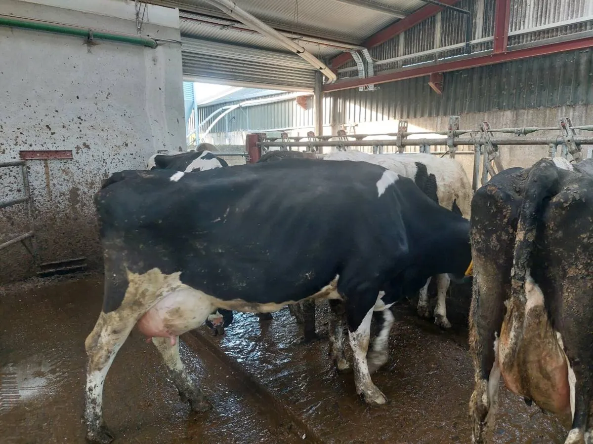 Calved heifers - Image 2