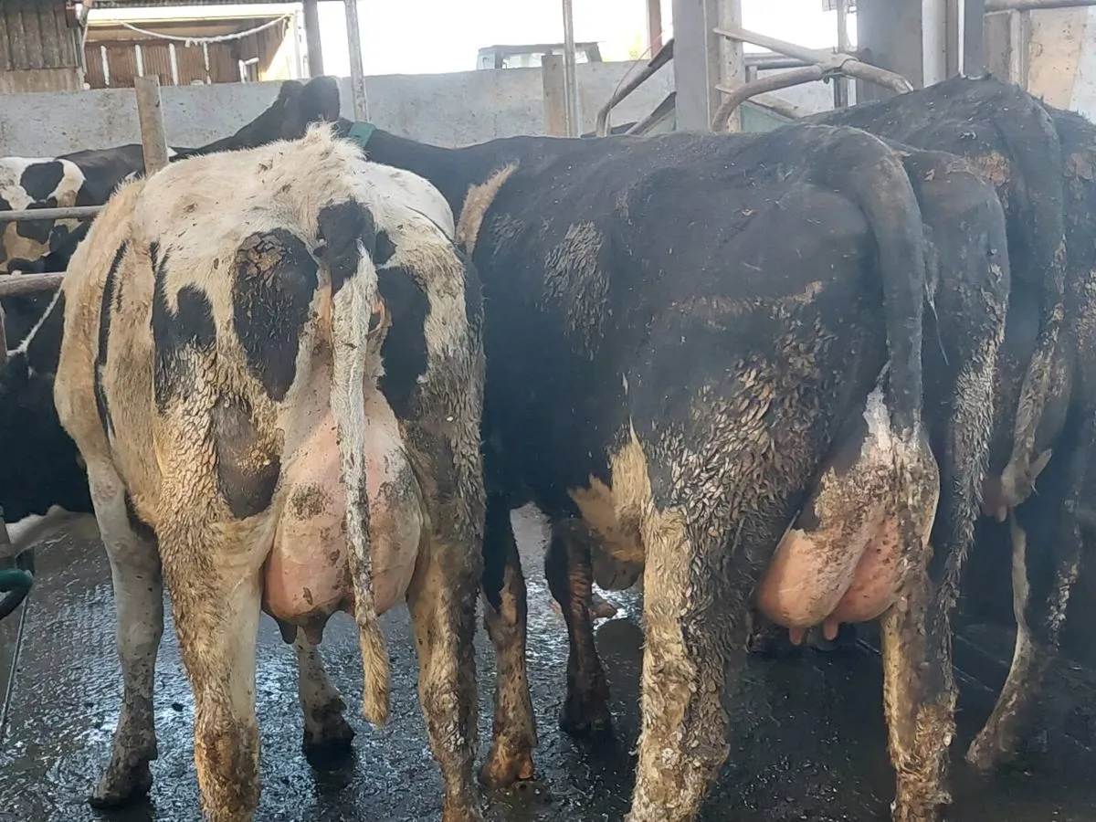 Calved heifers - Image 1