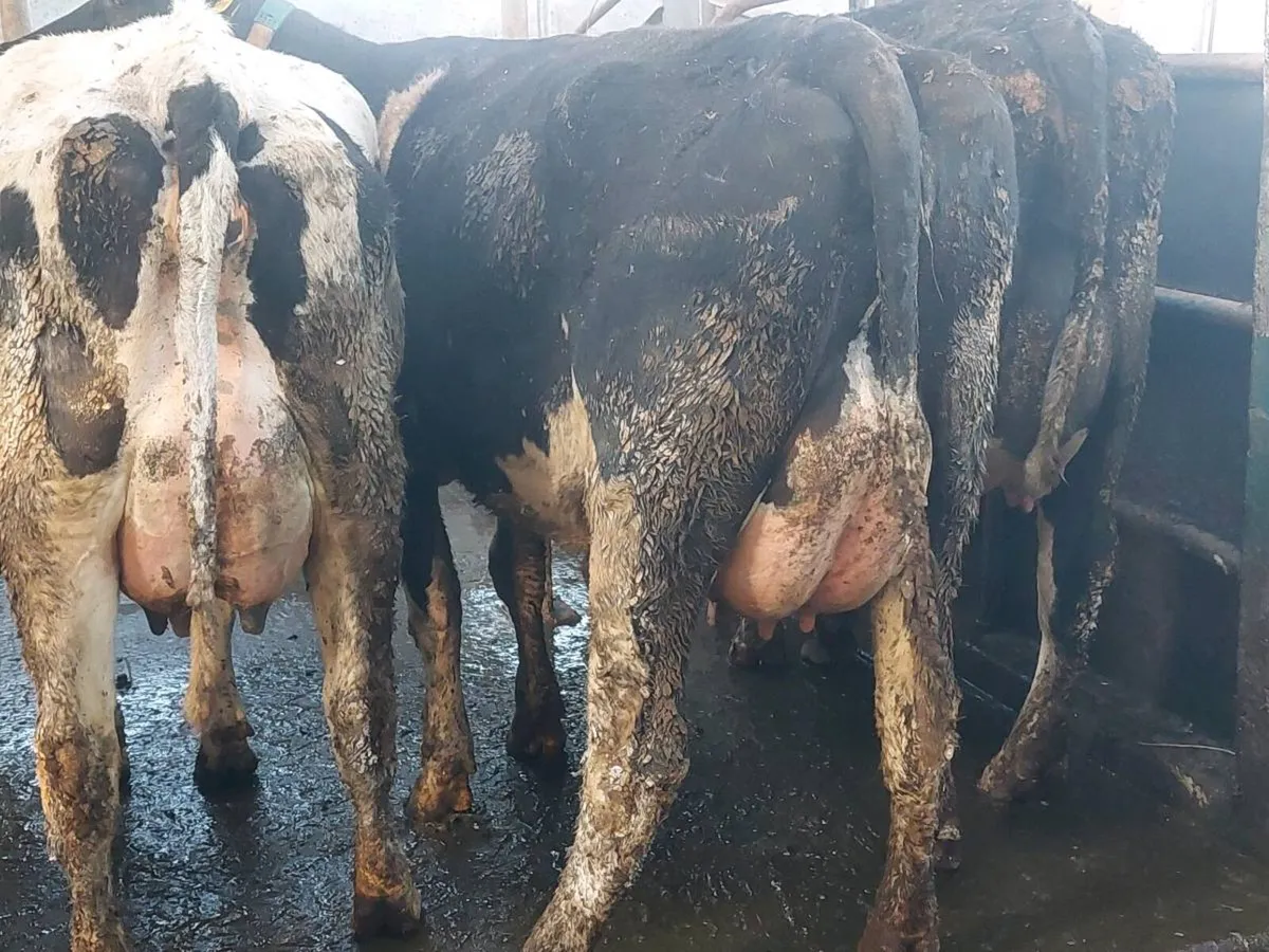 Calved heifers - Image 3