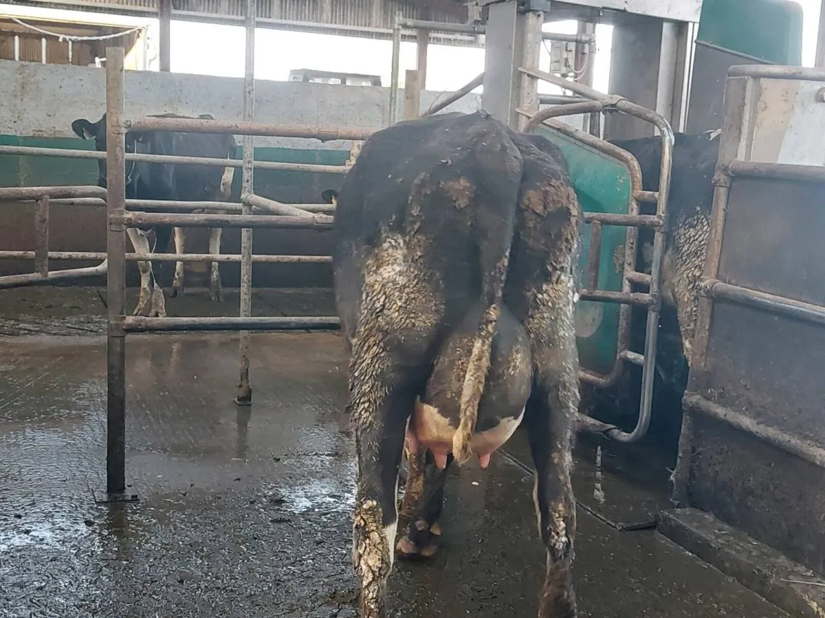 Calved heifers - Image 4