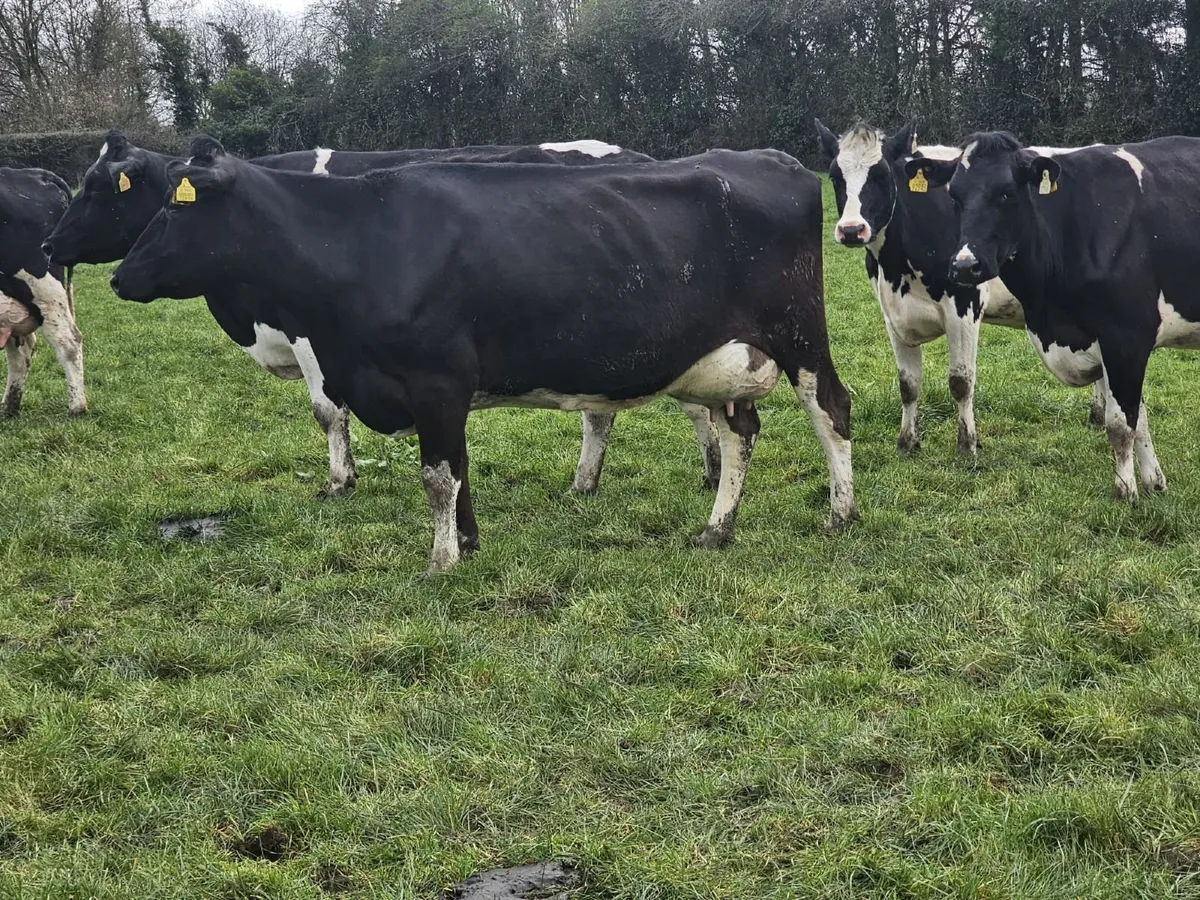 Full Dairy Clearance Sale - Image 3