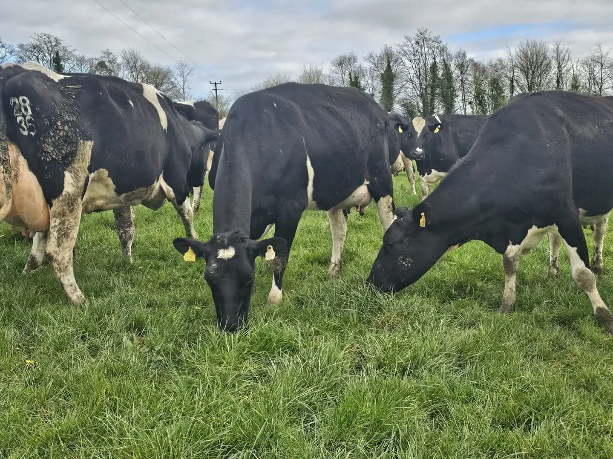 Dairy Clearance Sale - Image 4