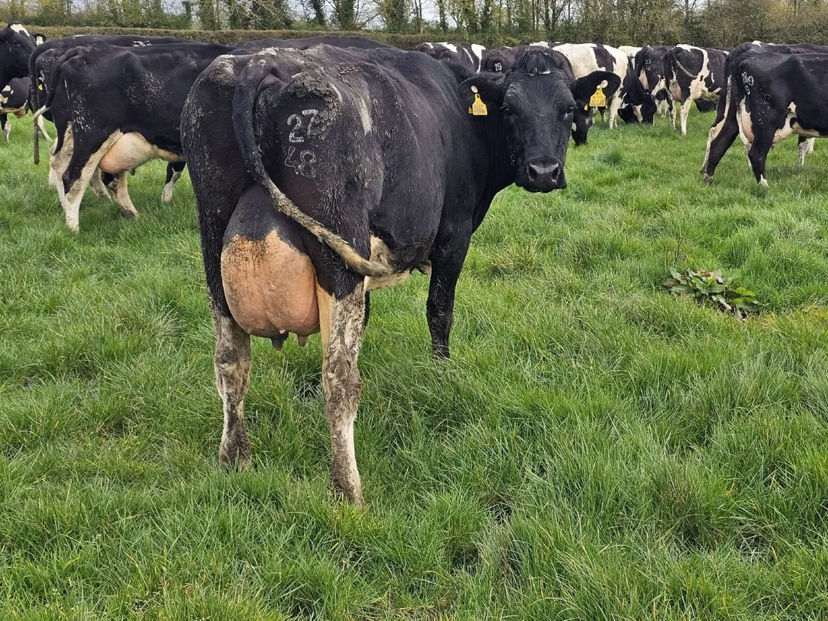 Dairy Clearance Sale - Image 3