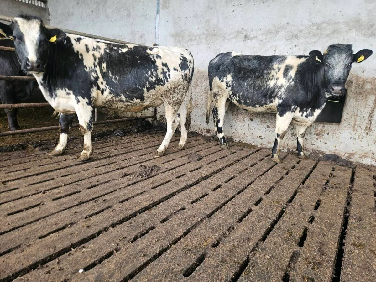 Maiden heifers - Image 1