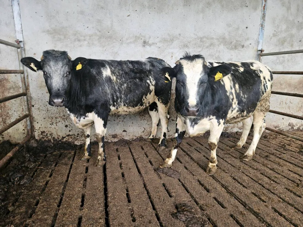 Maiden heifers - Image 2