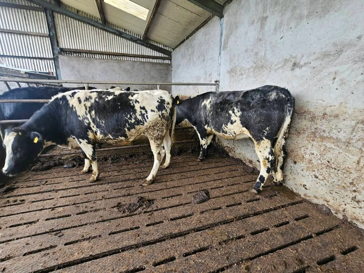 Maiden heifers - Image 3