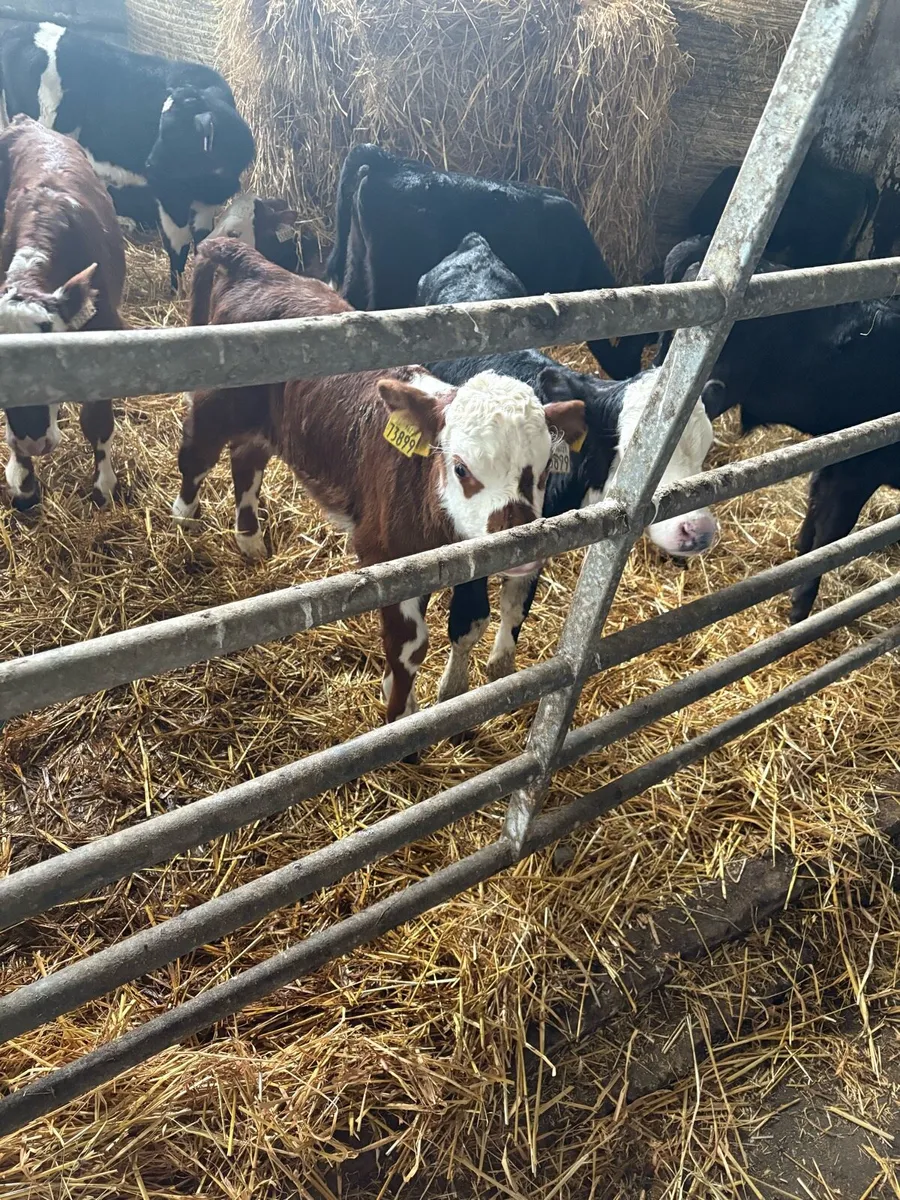 Calves - Image 2