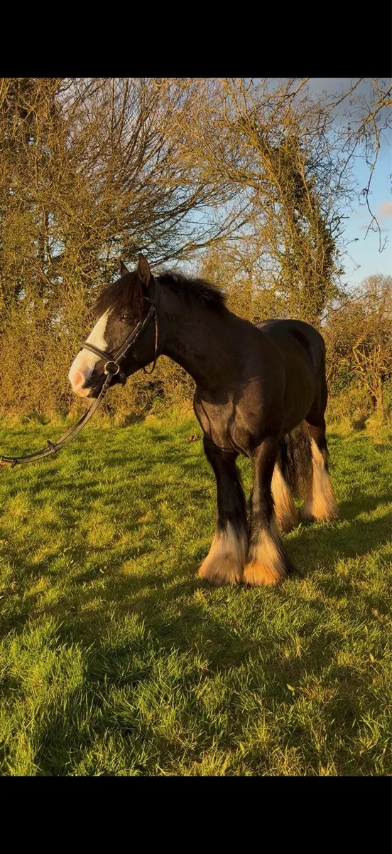 14h Allrounder - Image 1