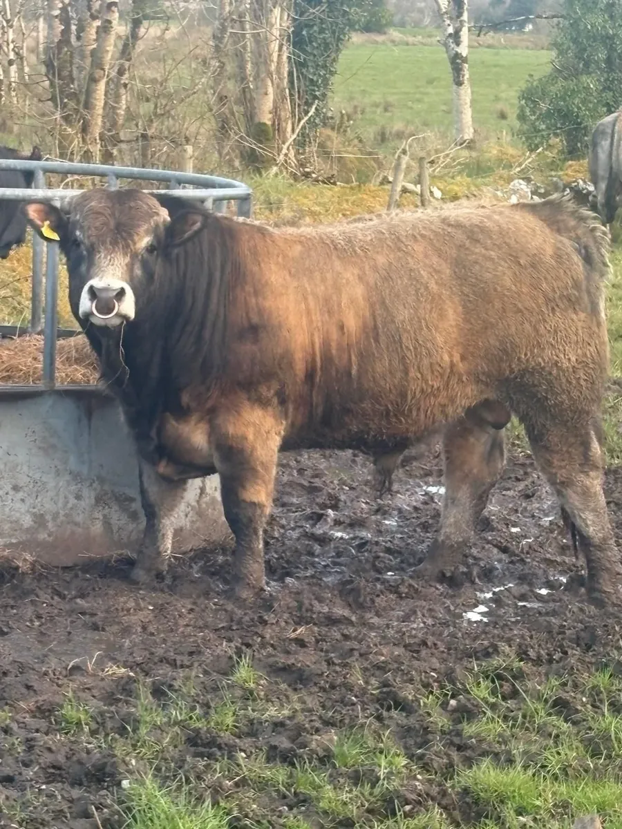 Pedigree Registered Aubrac Bulls For Sale - Image 1