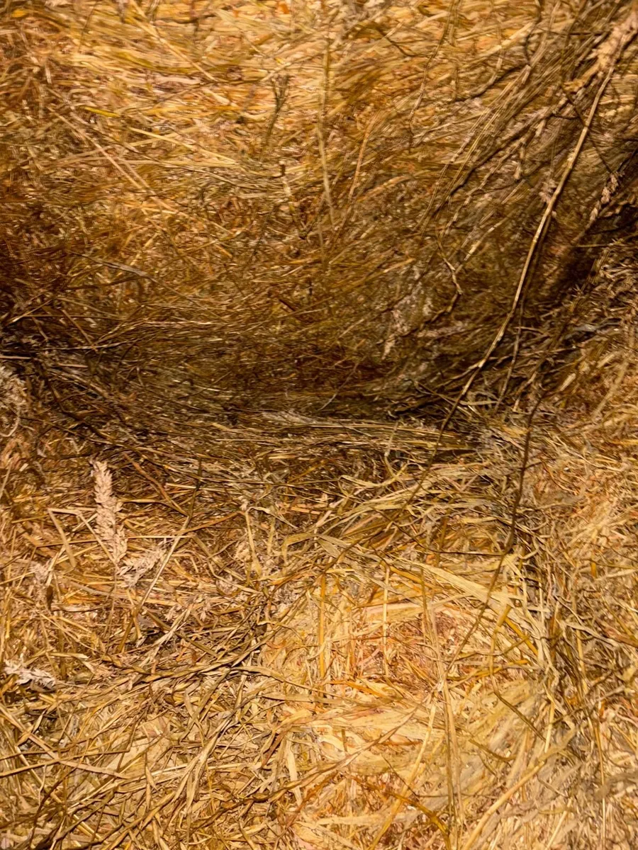 Silage bales - Image 1
