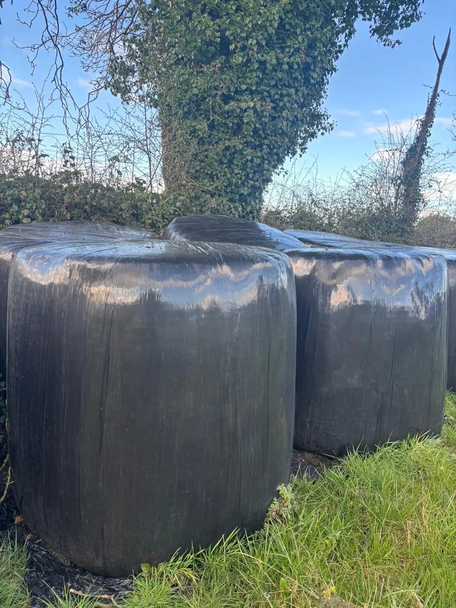 Silage bales - Image 2