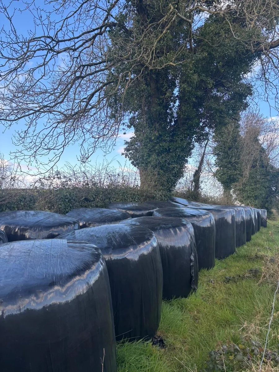 Silage bales - Image 3