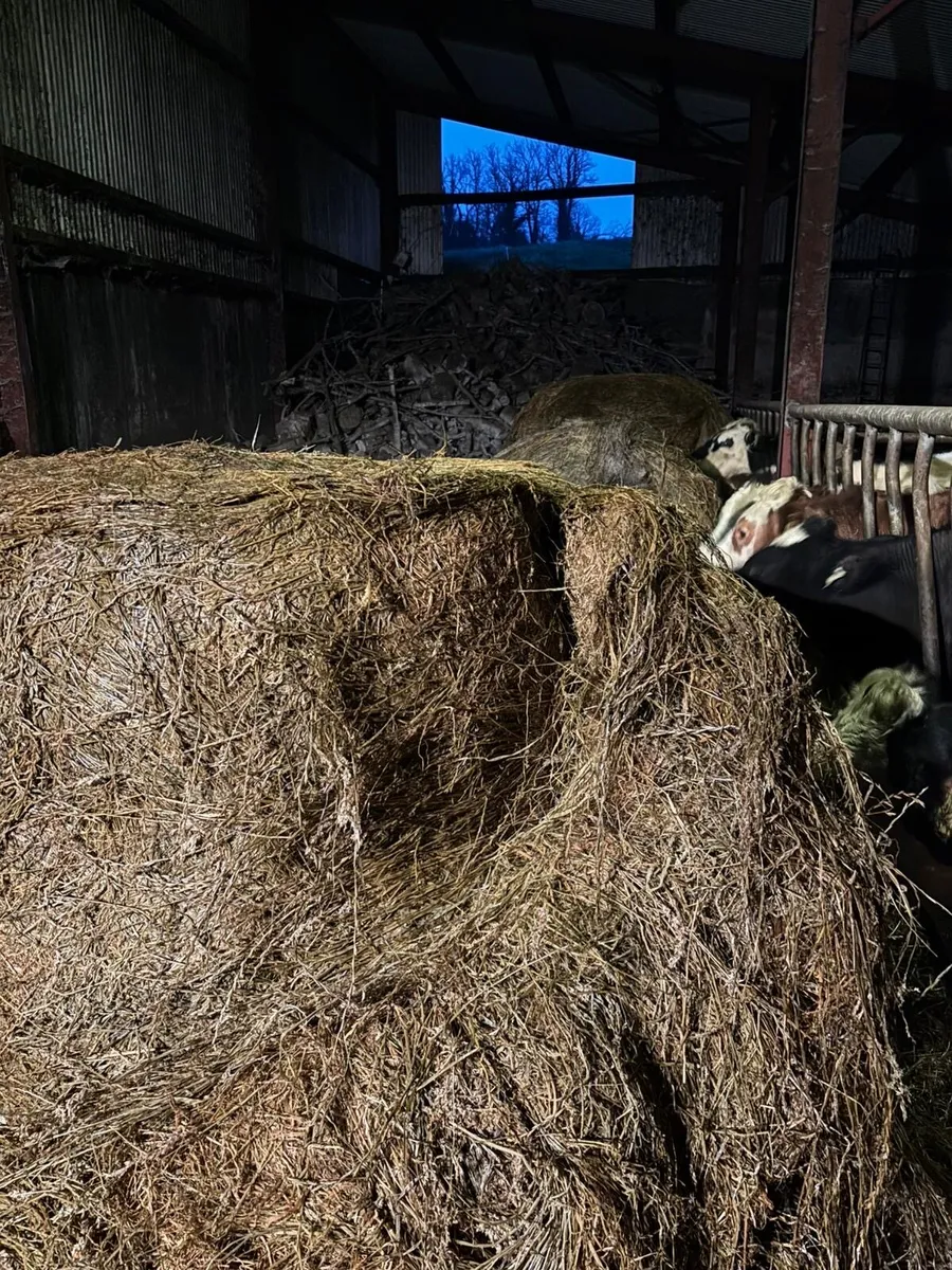 Silage bales - Image 4
