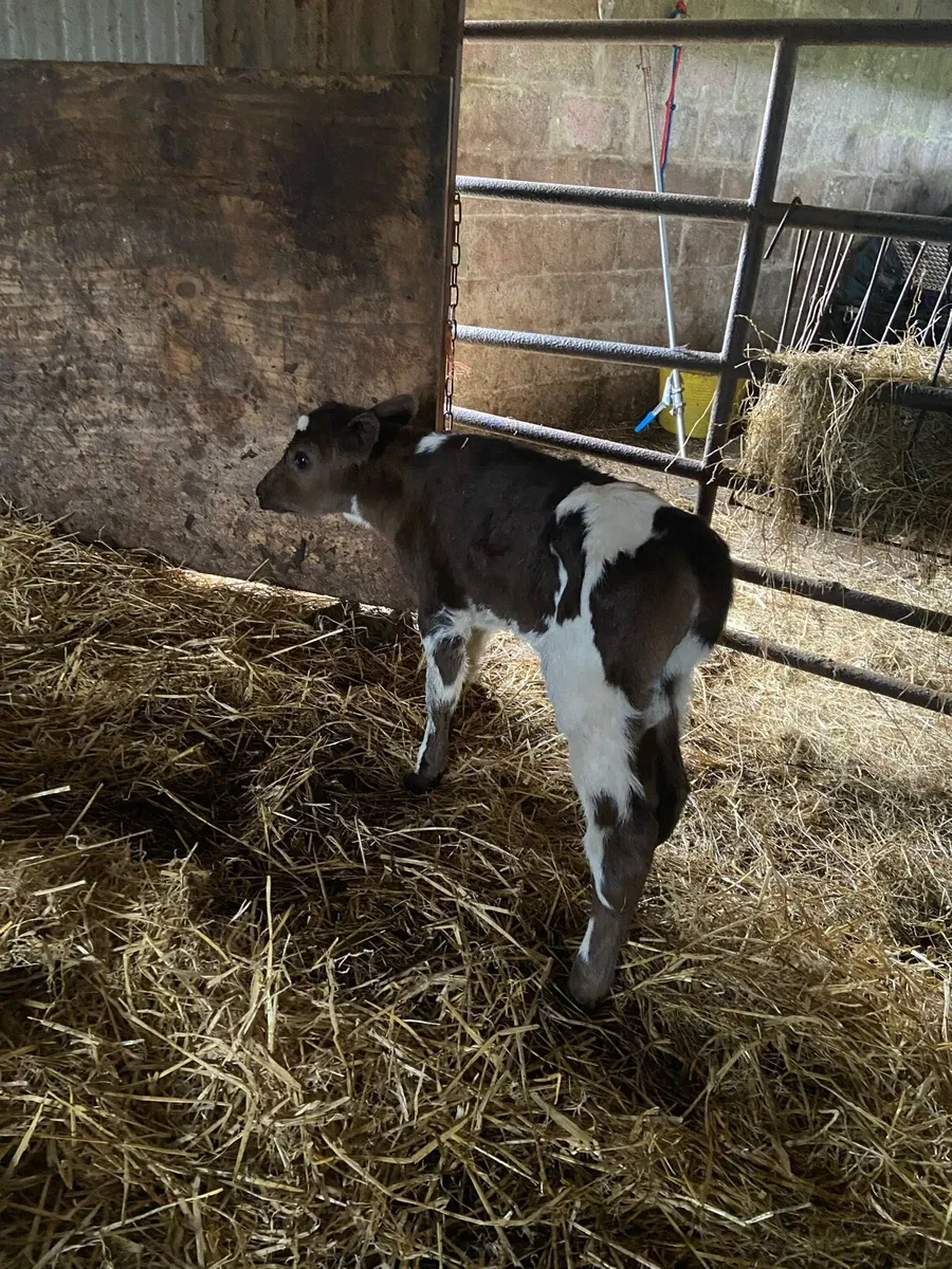 Shorthorn heifer - Image 1