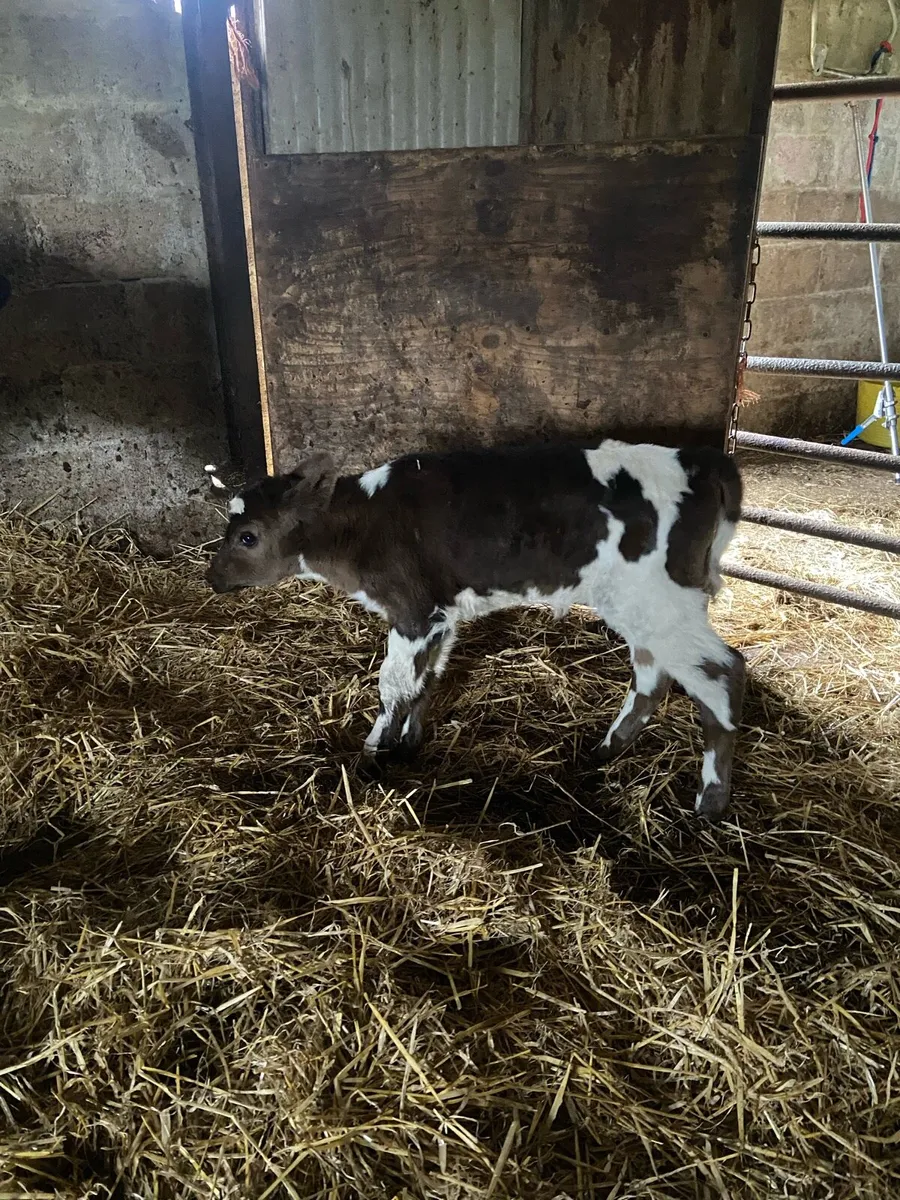 Shorthorn heifer - Image 2