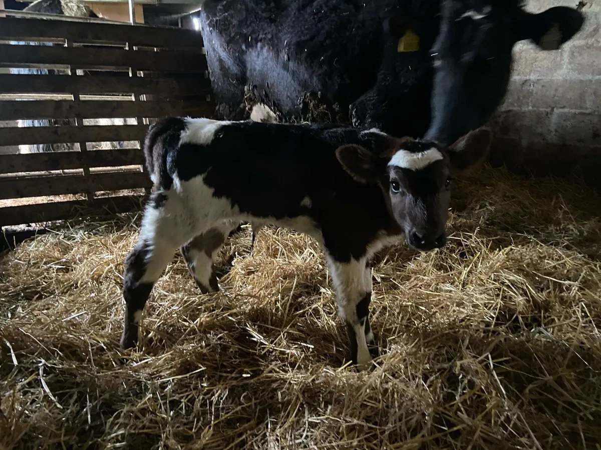 Shorthorn heifer - Image 3
