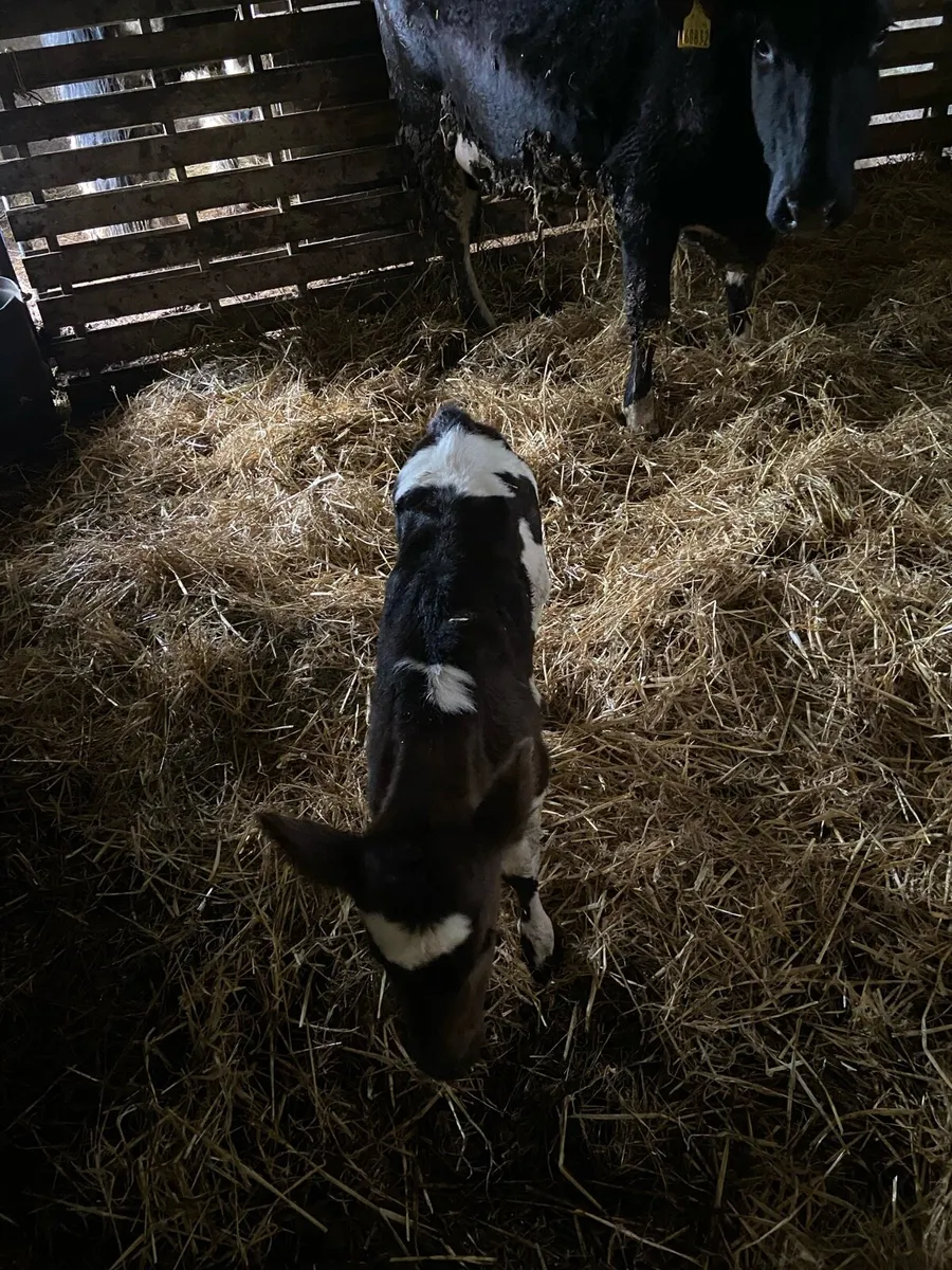 Shorthorn heifer - Image 4