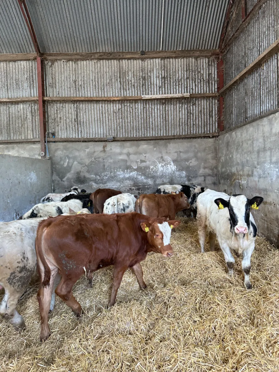 Blue lim and Charolais bulls - Image 2