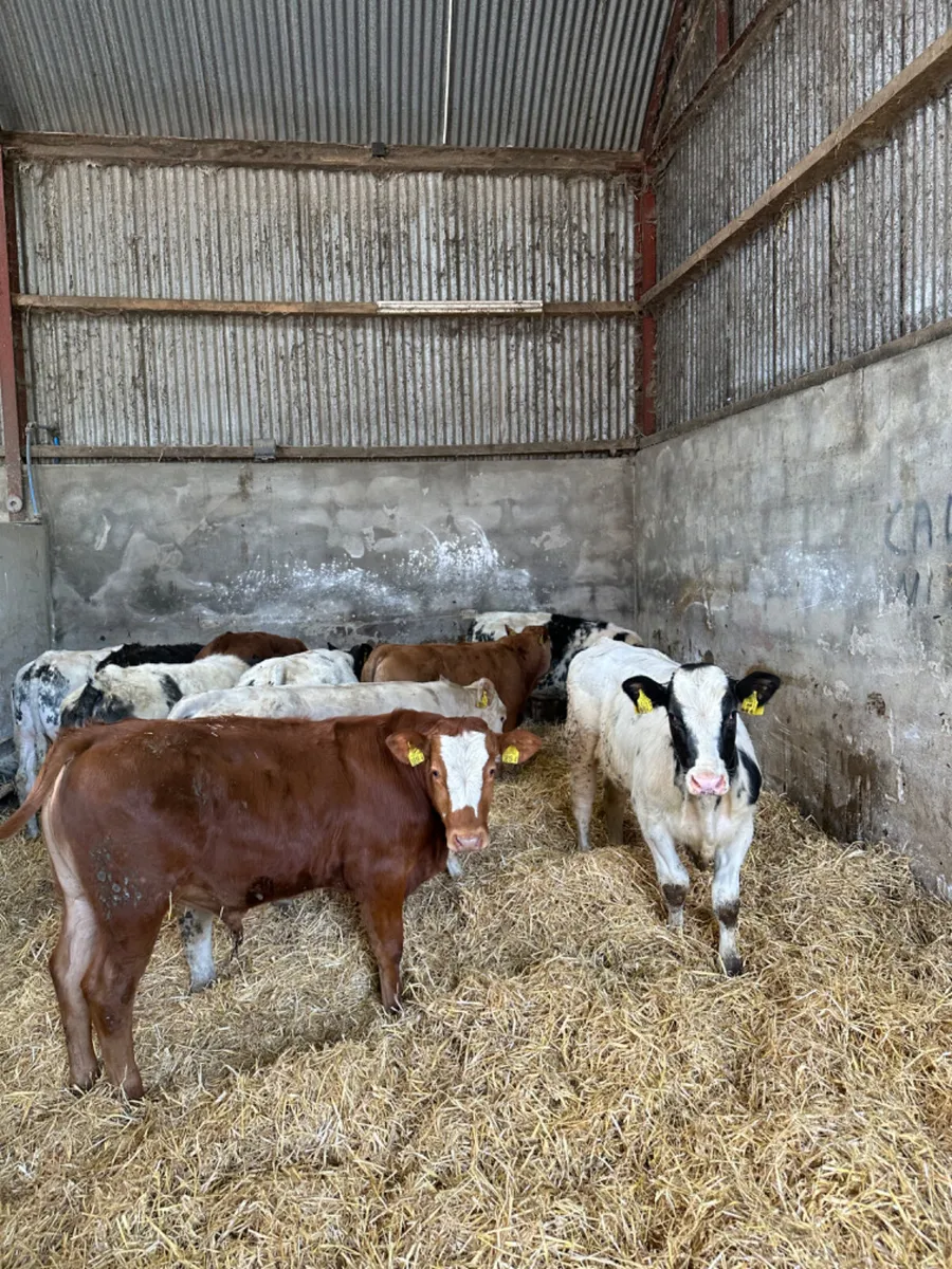 Blue lim and Charolais bulls - Image 1