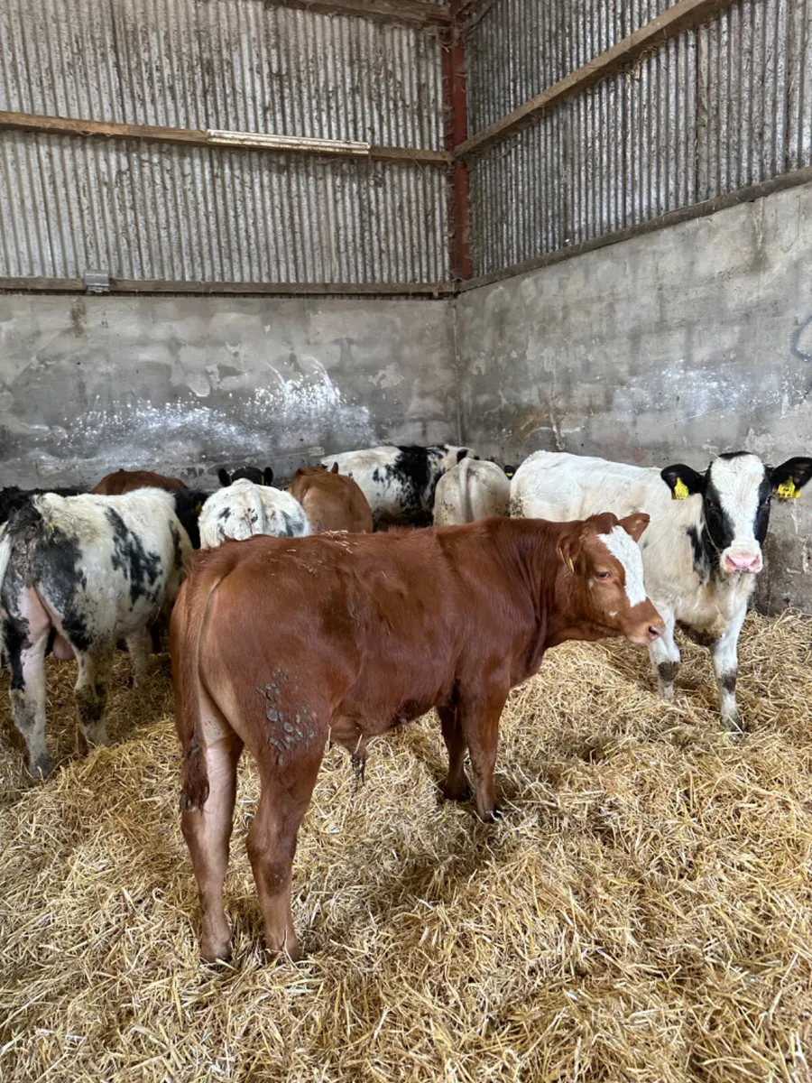 Blue lim and Charolais bulls - Image 3