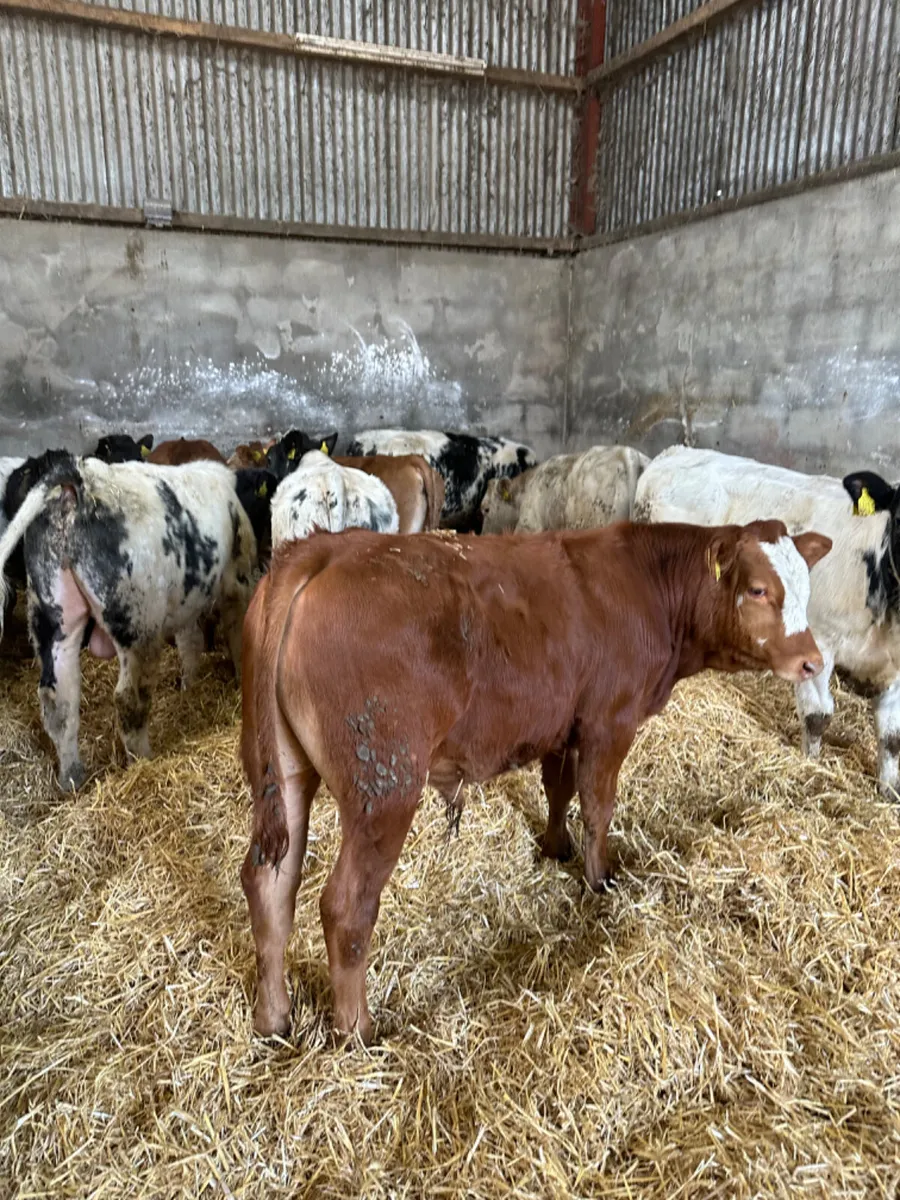 Blue lim and Charolais bulls - Image 4