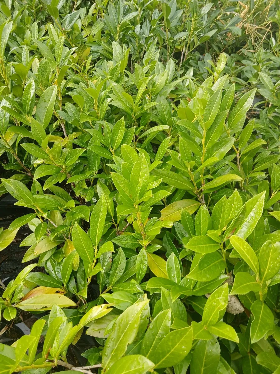 Potted Laurel Hedging 1.5ft tall €2 per pot. - Image 2