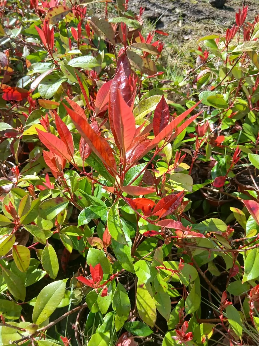 Red Robin Hedging 2 feet tall €3.50 per pot. - Image 2