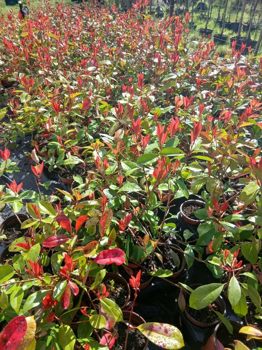 Red Robin Hedging 2 feet tall €3.50 per pot. - Image 4