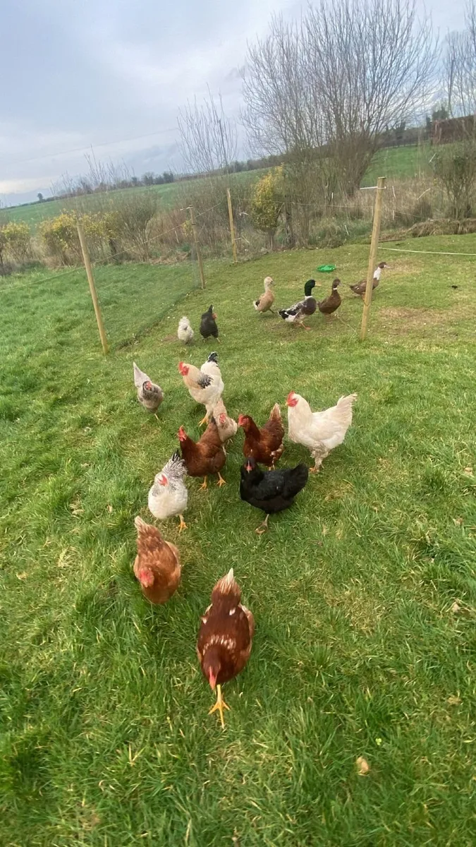 Chickens and Ducks - Image 1