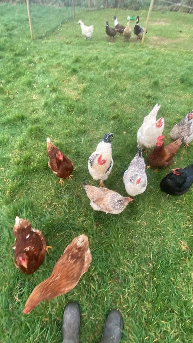 Chickens and Ducks - Image 2