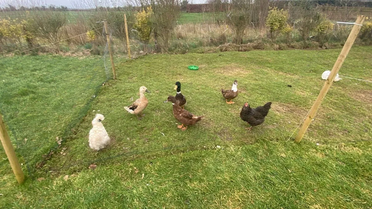 Chickens and Ducks - Image 3