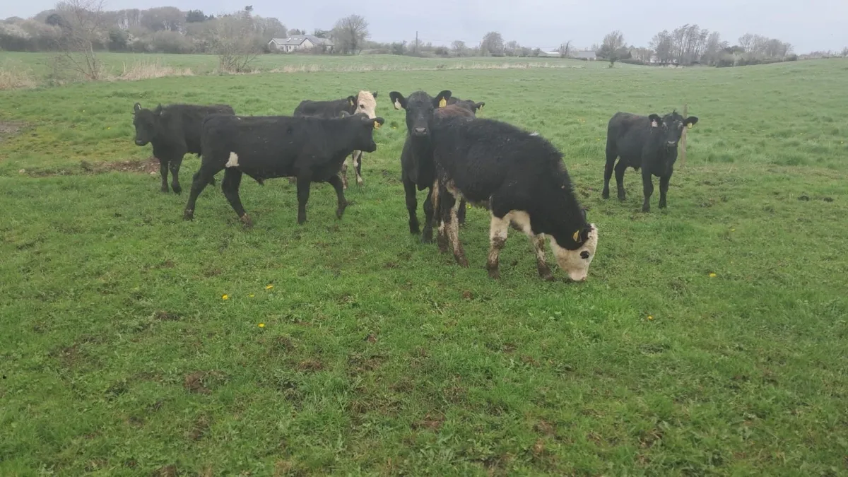 7 Angus/hereford - Image 2