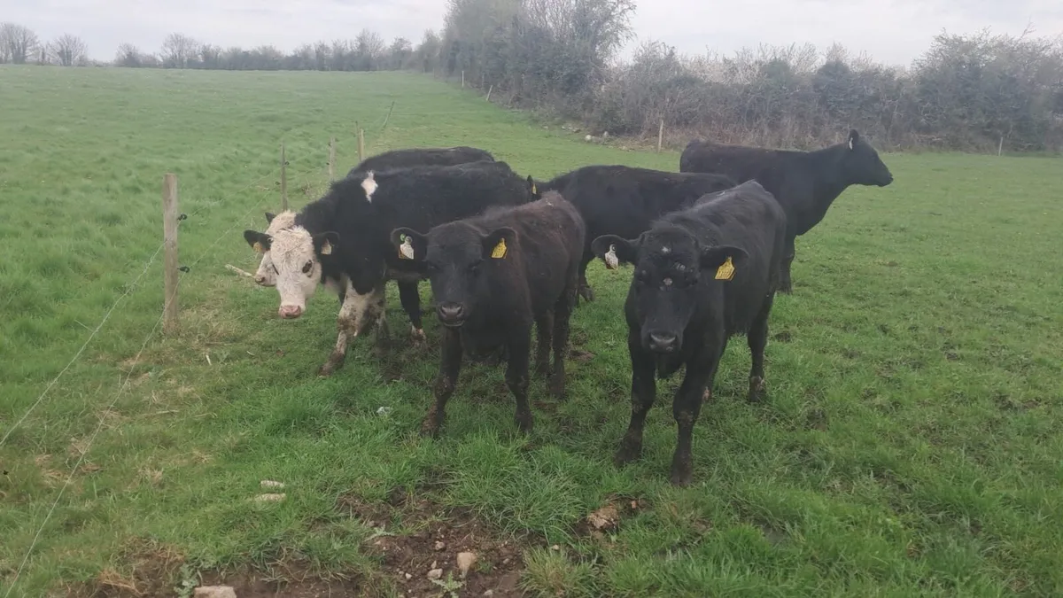 7 Angus/hereford - Image 3