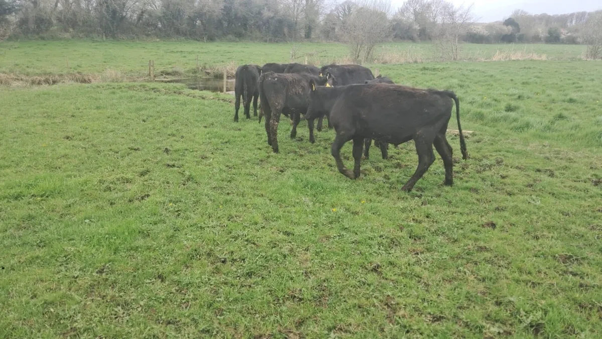 7 Angus/hereford - Image 4