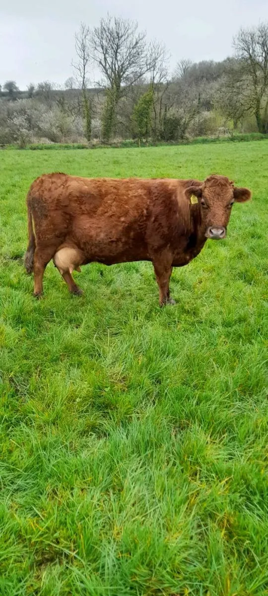 Dexter cows - Image 1