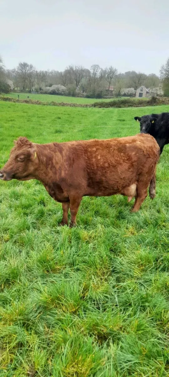 Dexter cows - Image 2