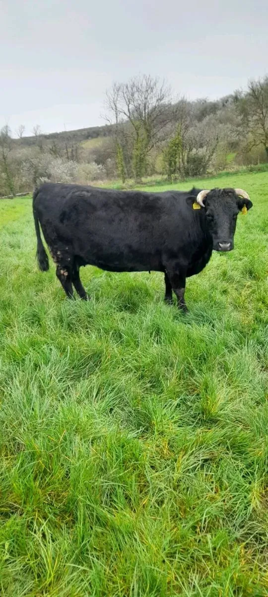 Dexter cows - Image 3
