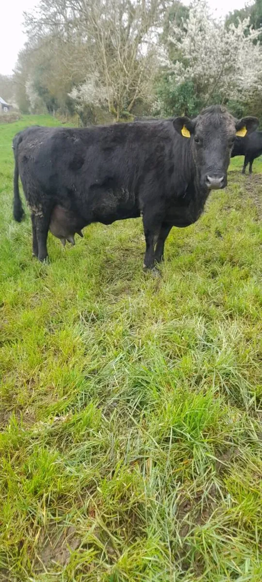 Dexter cows - Image 4