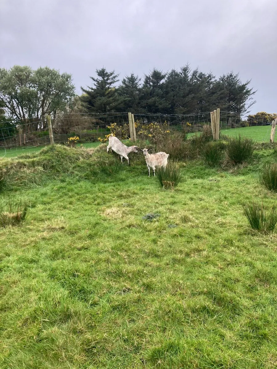 Goats and Kids for Sale - Image 1