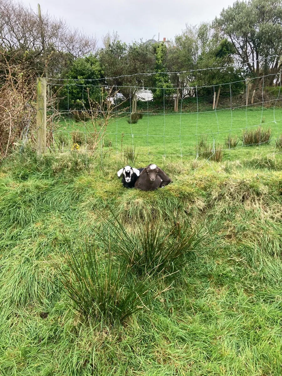 Goats and Kids for Sale - Image 2