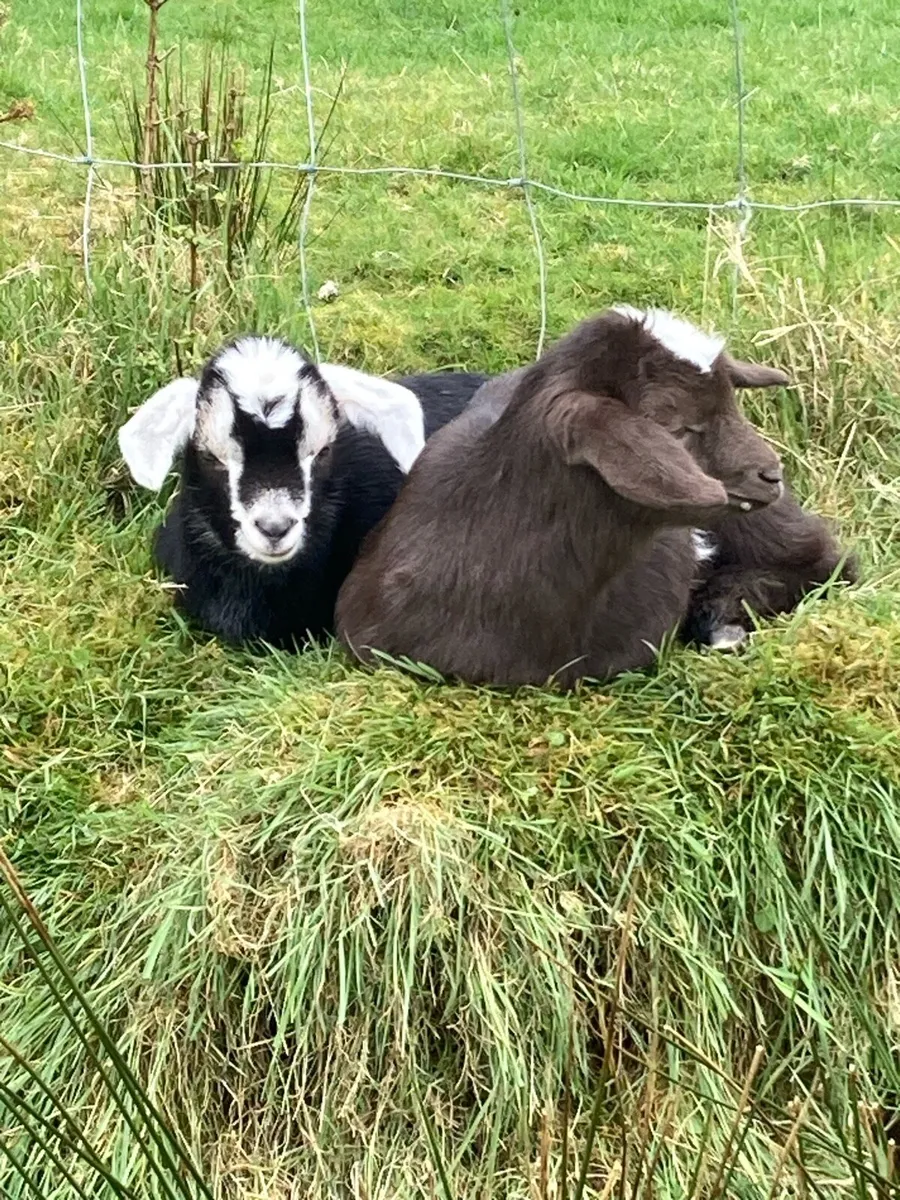 Goats and Kids for Sale - Image 3