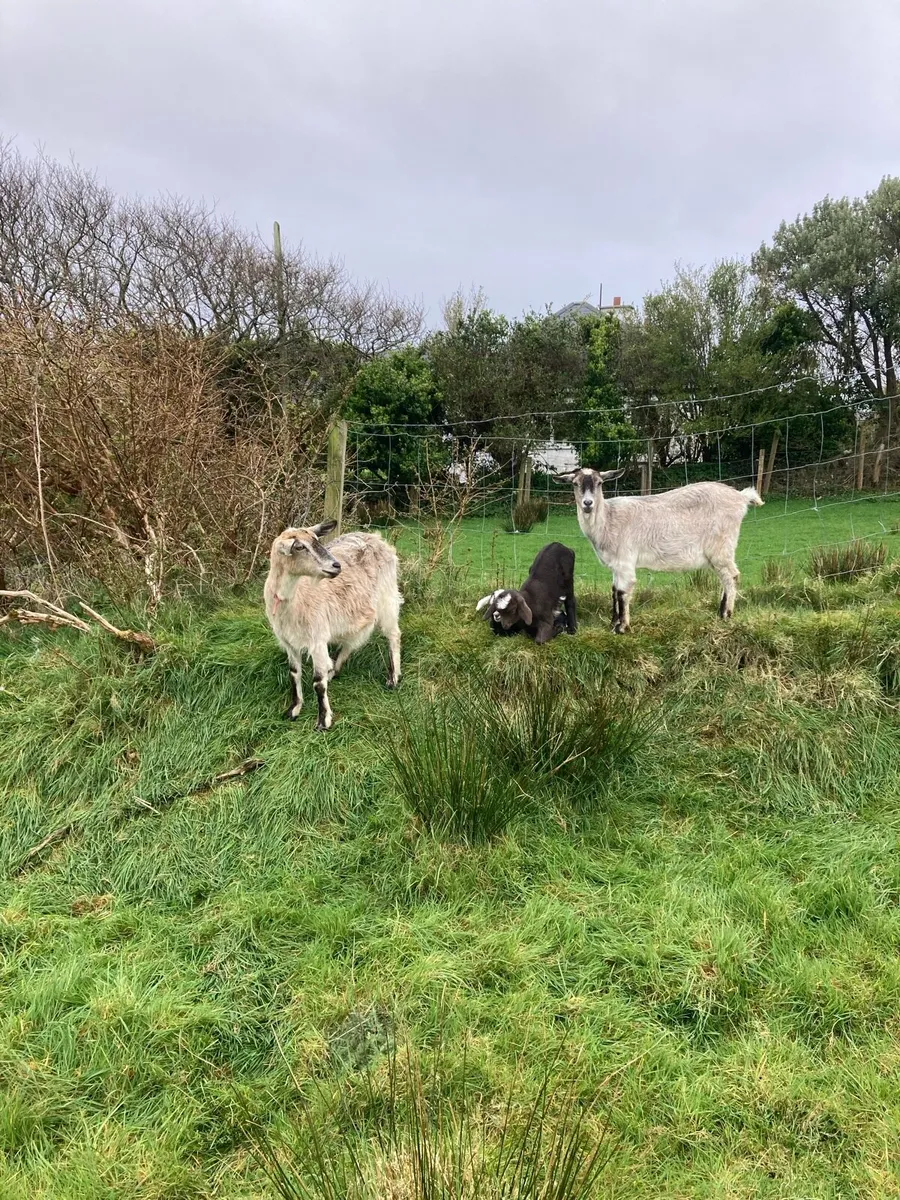 Goats and Kids for Sale - Image 4