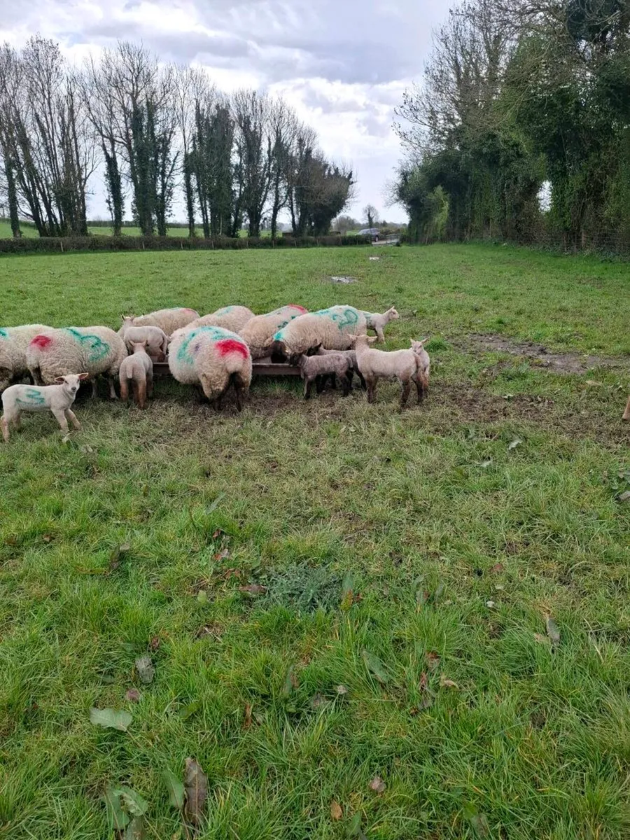 Ewes & lambs - Image 3