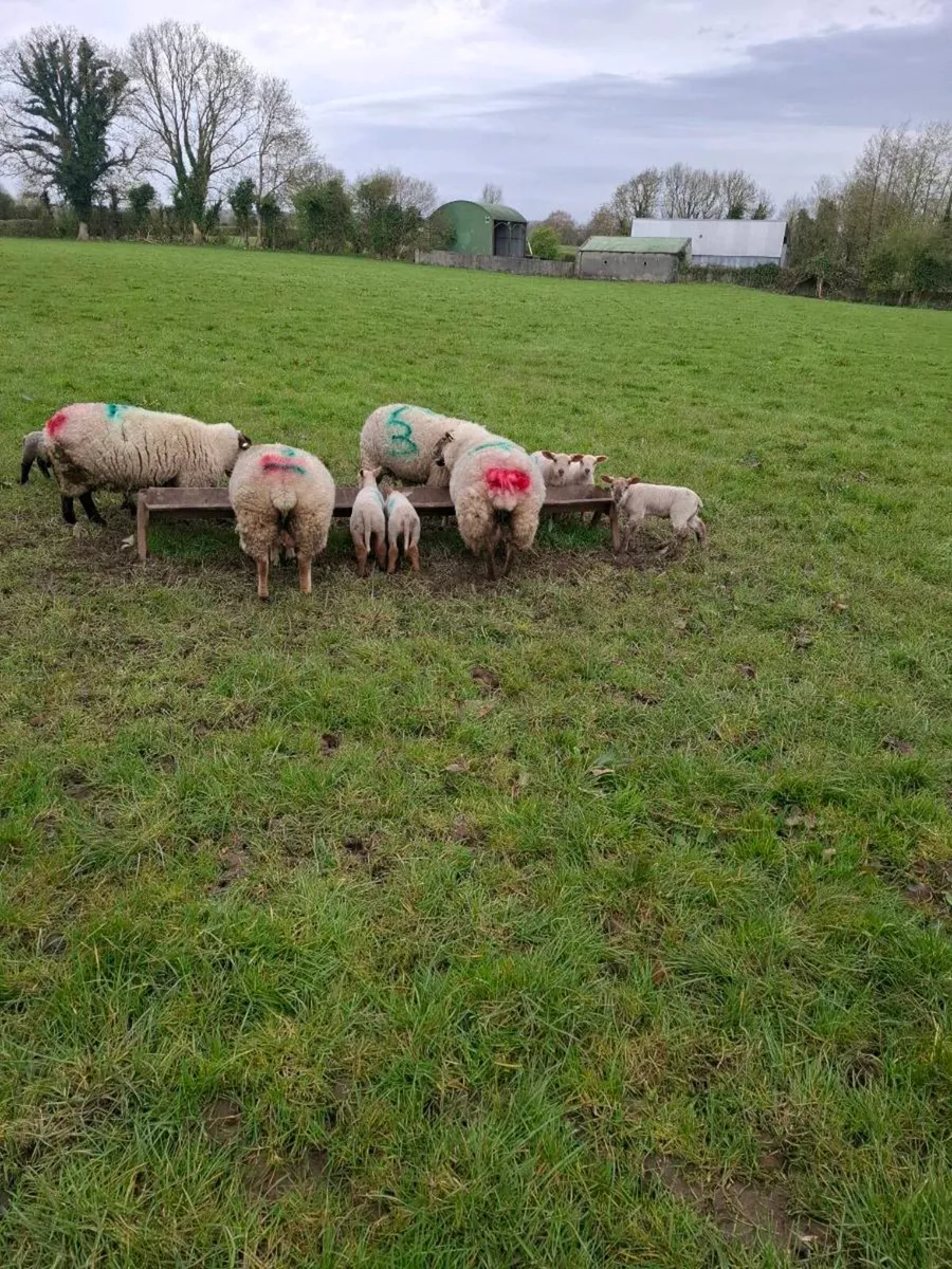 Ewes & lambs - Image 4