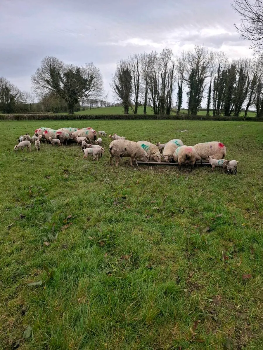 Ewes & lambs - Image 1