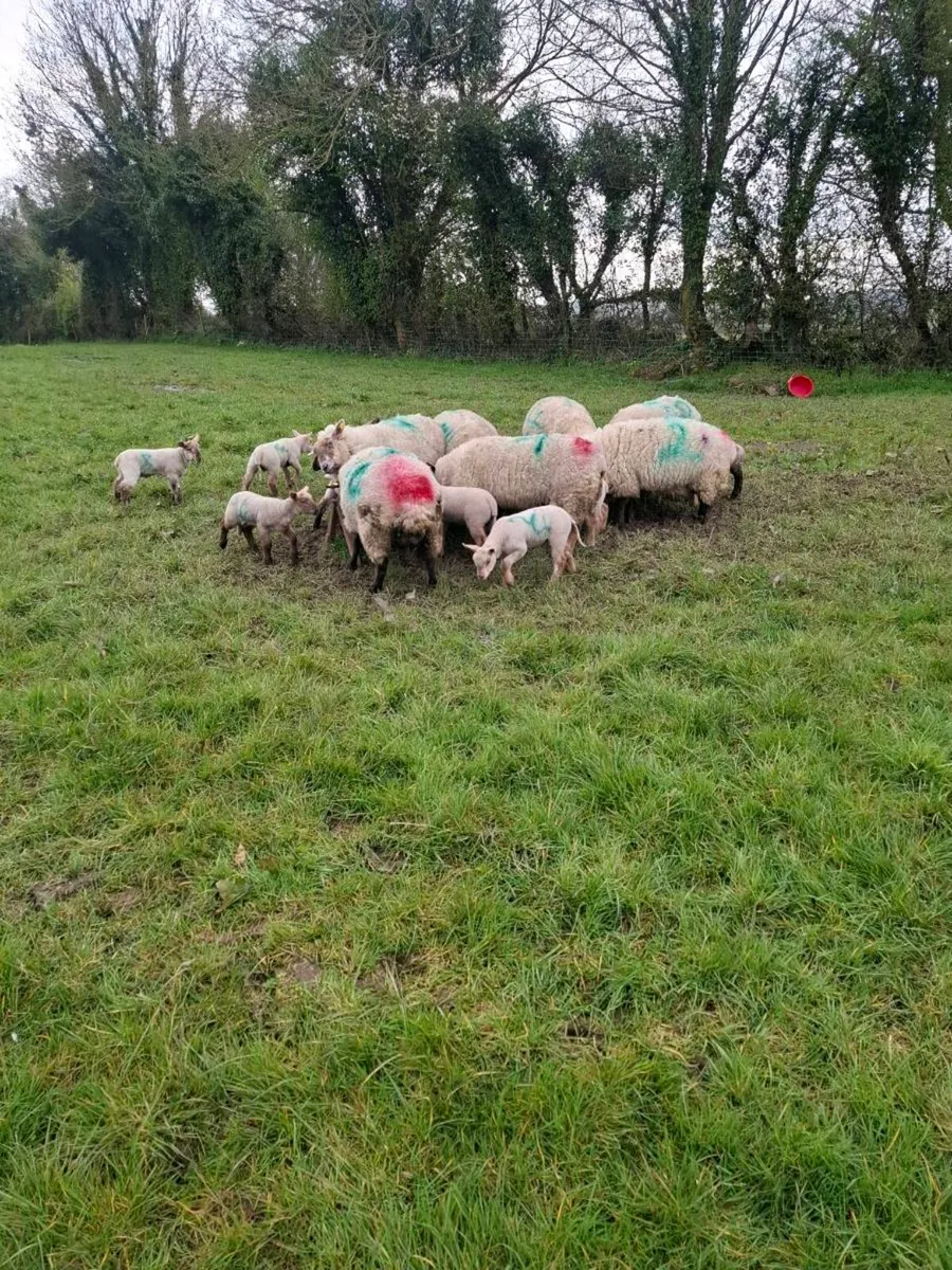 Ewes & lambs - Image 2