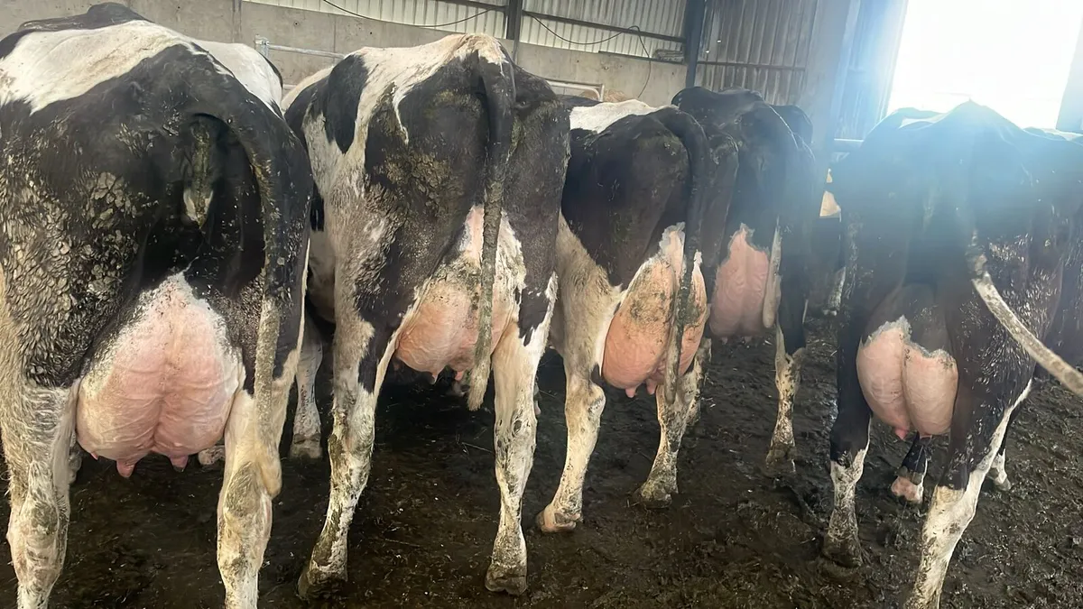 Clearance sale Friday the 17th in New Ross mart - Image 1